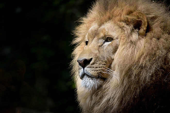 lion-wild-africa-african